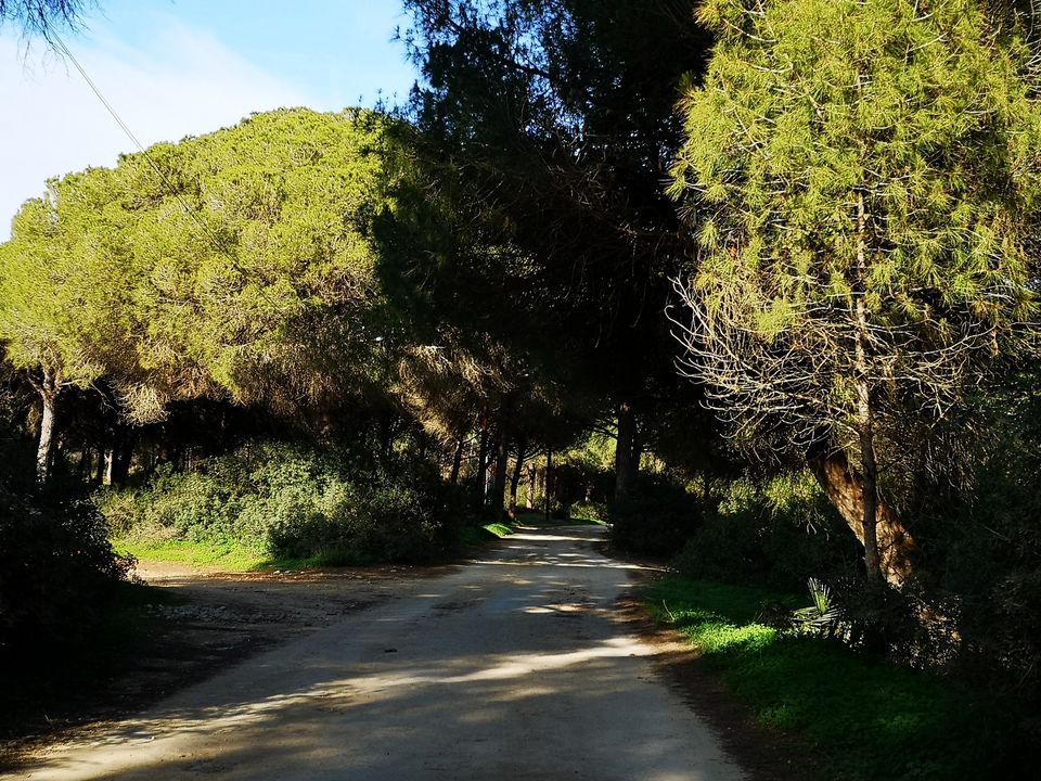 entorno09_pinares-roche